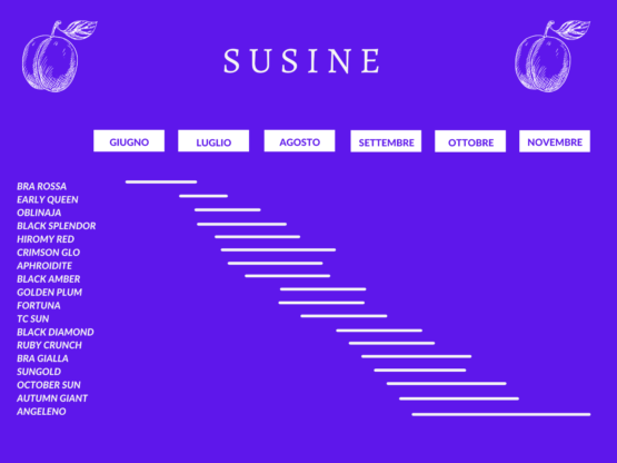 susine