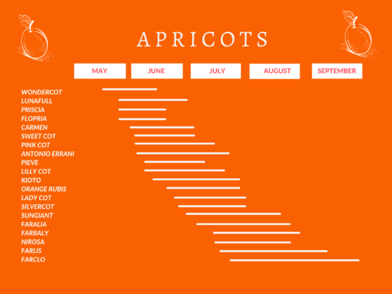 apricots