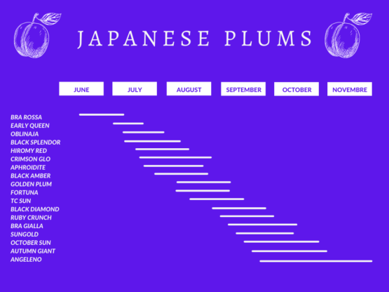 japanese plums