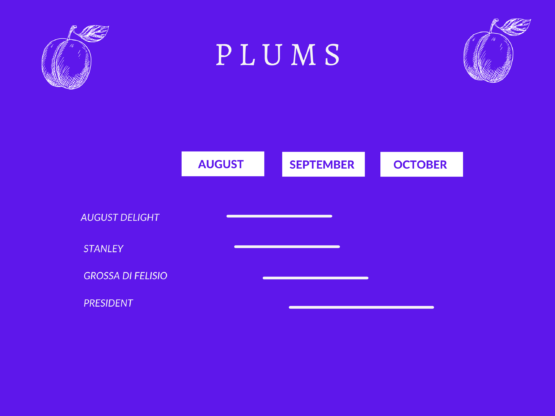 plums